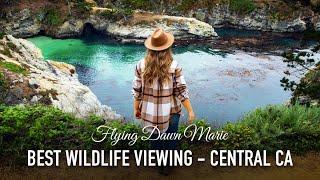 291: Ultimate Guide to Central CA Coast Wildlife Viewing - TOP SPOTS on Highway 1