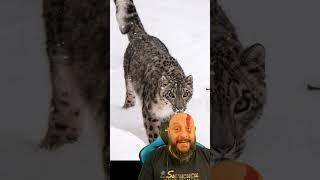 Leopardo das neves, o felino fantasma!