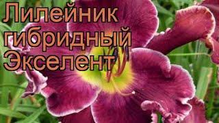 Лилейник гибридный Экселент (hemerocallis)  Экселент обзор: как сажать, рассада лилейника Экселент