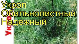 Укроп обильнолистный Надежный. Краткий обзор, описание характеристик anethum Nadezhnyj