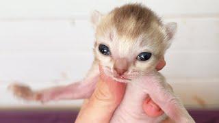 ALIEN KITTENS OPENED THEIR EYES / Letting Elephants Out into the Catarium