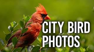 Everything You Need to Know for Urban Bird Photography