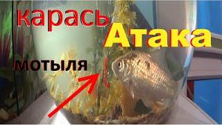 Супер насадка на карася по весне.Реакция карася.Наживка для рыбалки.Как поймать карася.Убийца карася