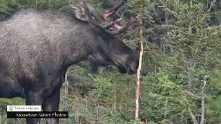 Bull Moose Shedding Their Velvet and Sparring Practice Fighting #moose