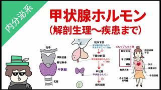 【国試対策】甲状腺ホルモン（解剖生理から疾患まで解説）