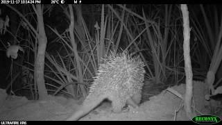 Cute Brazilian porcupine carefully approaches giant armadillo burrow