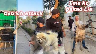 The ostrich attacked mecome to the mini zoo