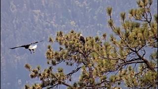 Sep 20, 2024: Jackie and Shadow seen in neighboring trees    Smoke cleared after heavy rain