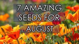 7 Amazing Seeds For August | EASY To Grow