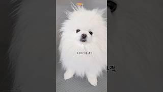 토마토 먹어놓고 안 먹은척 연기하는 강아지 #연기대상