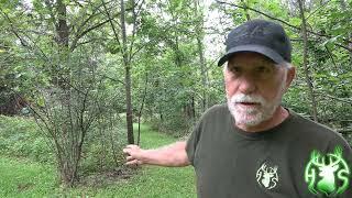 HS360 2021 How to turn your food plot trail into a daytime travel corridor for mature bucks