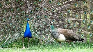 Peacock screams! Gonzo wants to impress the lady! Shouts and noise, dance and showing wheel!