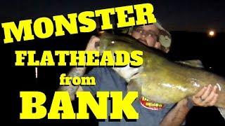 Flatheads from the BANK using live bait