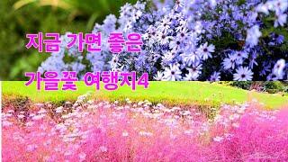 지금 떠나면 좋은 가을꽃 여행지4,  #율곡습지공원코스모스,  #연천댑싸리공원, #아침고요수목원가을꽃, #연천국화축제,