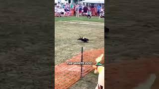 This Dog Used a Dirty Trick To Win This Race! 