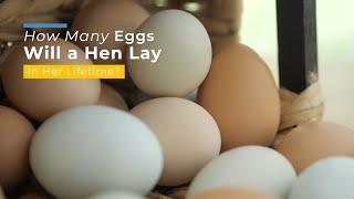 How Many Eggs Will a Hen Lay in Her Lifetime?