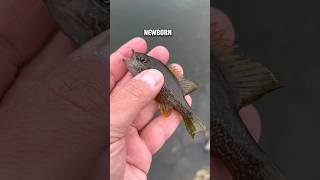 SMALLEST Fish EVER Caught - A PINT Sized Prize! #shorts #fish #fishing