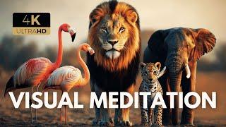 WILD ANIMALS of Earth in STUNNING 4K Music Meditation!