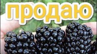 Весняний допродаж ожини Карака Блек. Ціну знижено, телефонуйте!