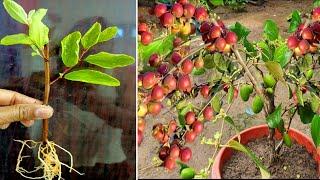 How To Propagate Jujube Tree Fast With Natural Aloe Vera