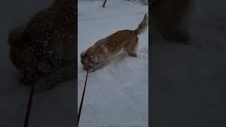 눈밭 2화 골든리트리버 로제 Heavy Snow Golden Retriever Rose Episode.2