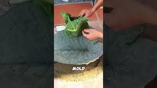 He discovered a BRILLIANT way to use these giant leaves!
