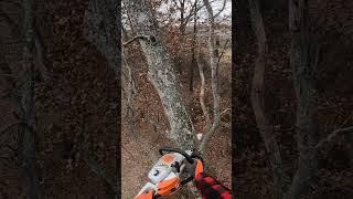 Sending a top #treelife #treeworker #chainsaw #arborist #letitrun #changeyouroil
