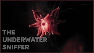 The Mole  Who Sniffs Underwater | Nature Nuggets