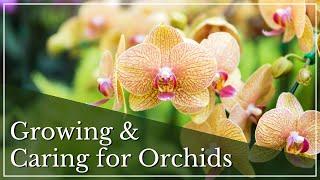 Orchid Care Basics | Caring for Orchids | How to Grow Orchids | How to Care for Orchids | Orchid 101