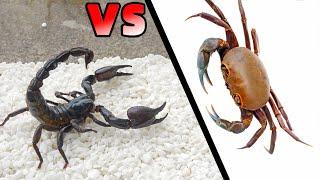 When a hungry scorpion meets a ferocious crab, Who is more powerful?