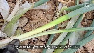 꽃 핀 대파 번식시키기