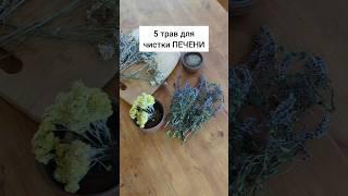 5 трав для чистки печени #травы #лекарственныерастения #здоровье #здоровьебезлекарств