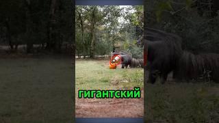 Хитрый обман муравьеда: две головы и ни одной лишней!