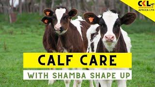 Calf Care with Shamba Shape Up