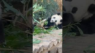 서로 다른 매력 루이후이🩷#루이바오 #후이바오 #ruibao #huibao #panda #판다 #cutepanda