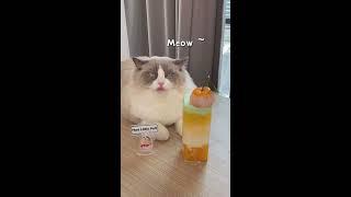 Such a big topping for today's Puff drink! Do you like it?  | That Little Puff