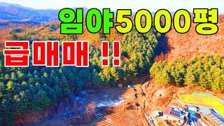 (급매매)원주 호저면 임야5500평 관리지역에 도로도접해있는 좋은땅#급매임야#임업인#싼땅