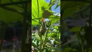 Epic Zone 5 Container Gardening 