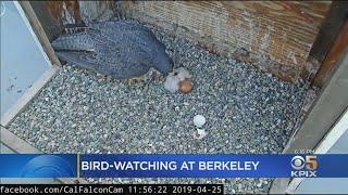 Peregrine Falcons Atop UC Berkeley's Campanile Bell Tower Welcome New Chicks