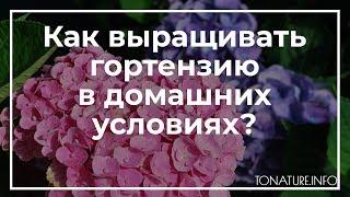 Как выращивать гортензию в домашних условиях? | toNature.Info