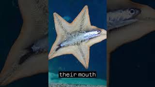 How do starfish eat? #facts #shorts #youtubeshorts