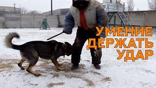 Немецкая Овчарка Найс. Раздел "Защита". Борьба и удары. Working German Shepherd. Protection.