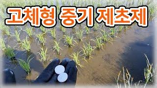 [벼] 고체형(투척형) 중기 제초제 사용해봤습니다! / 중기 제초제 방법, 논 제초제 주의점 - 소농 농사일기