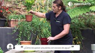 ¿Cómo recuperar una PLANTA con EXCESO de AGUA?  Jardinatis