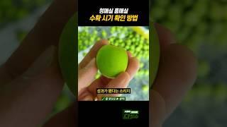 매실 수확 시기 확인 방법 #shorts
