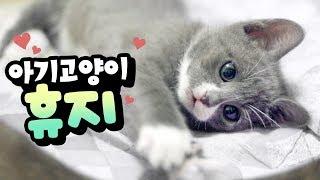 먼지, 봉지, 휴지 아기고양이 시절 공개!