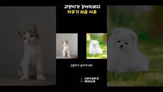 고양이가 강아지보다 키우기 쉬운 이유