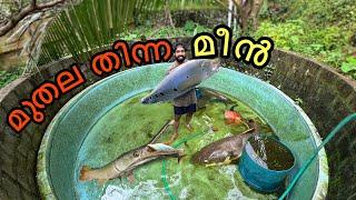 എല്ലാ മീനുകളെയു മുതല തിന്നും!!!  | Monster Tank update