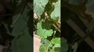 زرعنا بذور من الجدة رحمها الله ونبتت رغم مرور حوالي 15 سنة على تخزين البذور