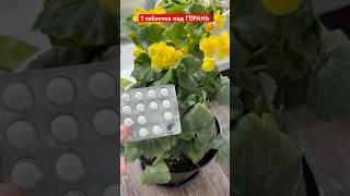 1 таблетка под ГЕРАНЬ и даже ЧАХЛЫЕ ЗАЦВЕТУТ ПЫШНОЙ ШАПКОЙ